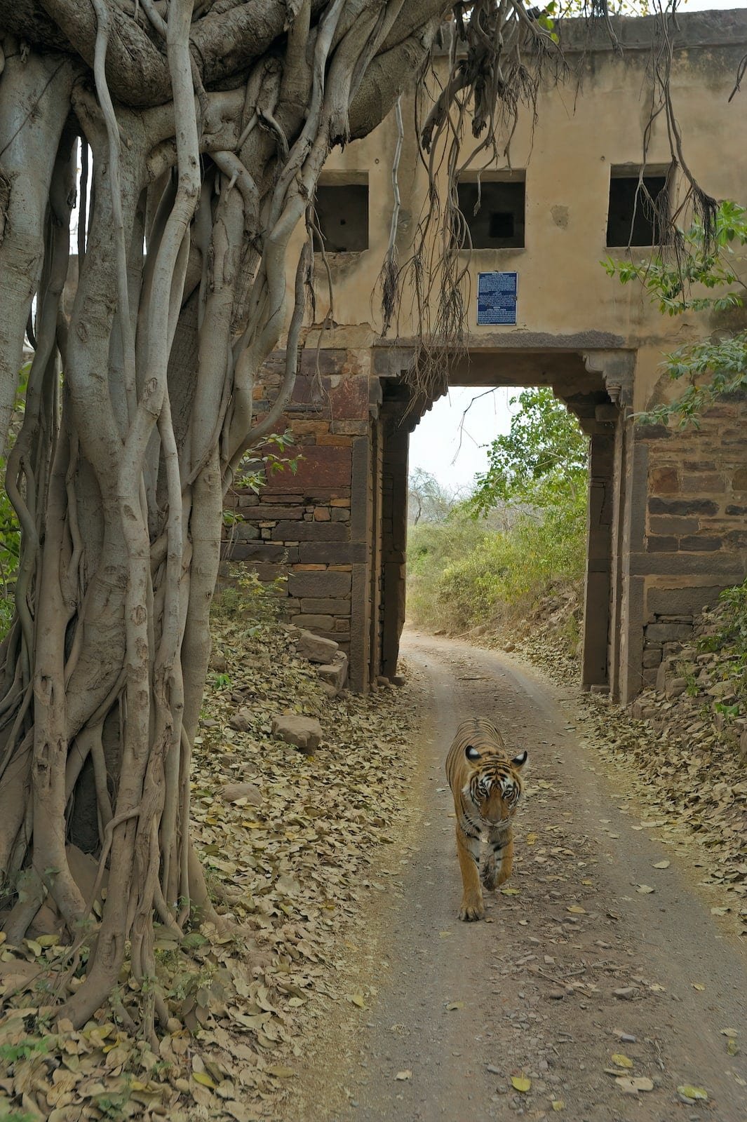 Wild Fauna